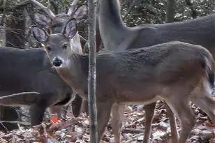 10 Chestnut Ridge Rd, Mills River, NC 28759 - Photo 46