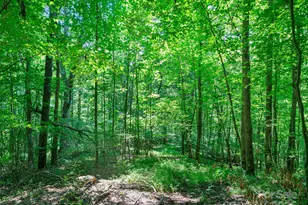 1377 Langford Branch Rd, Burnsville, NC 28714 - Photo 22