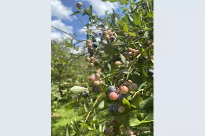 163 Gypsy Mountain Road, Marion, NC 28752 - Photo 44