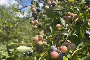 163 Gypsy Mountain Rd, Marion, NC 28752 - Photo 44