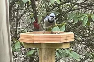 167 Simmons Ridge Rd, Spruce Pine, NC 28777 - Photo 34