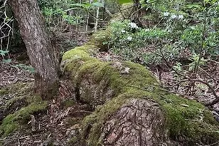 167 Simmons Ridge Rd, Spruce Pine, NC 28777 - Photo 30