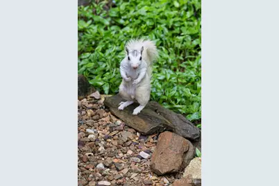 19 Forge Drive, Mills River, NC 28759 - Photo 34