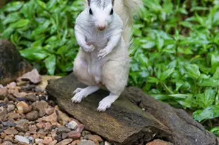 19 Forge Dr, Mills River, NC 28759 - Photo 34