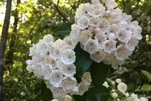 37 Wood Robin Ln, Black Mountain, NC 28711 - Photo 34