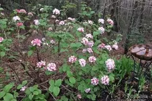 37 Wood Robin Ln, Black Mountain, NC 28711 - Photo 32