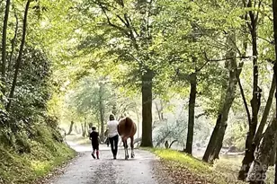 Cottage Home C6 River Club Ridge, Lenoir, NC 28645 - Photo 36
