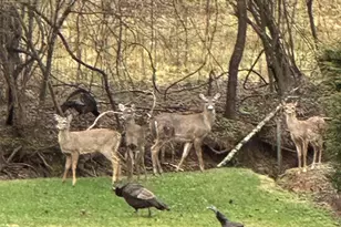 303 Constitution Dr, Morganton, NC 28655 - Photo 48