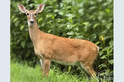 1856 Cabbage Patch Road, Burnsville, NC 28714 - Photo 46