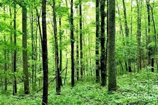 108 Lanning Rd, Clyde, NC 28721 - Photo 10