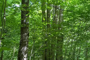 10 Mountain Gait Dr, Mars Hill, NC 28754 - Photo 10