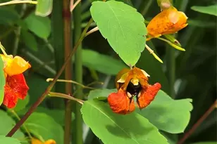 607 Rockytop Trl, Barnardsville, NC 28709 - Photo 46