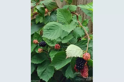 911 Shelby Drive #E, Greensboro, NC 27409 - Photo 32