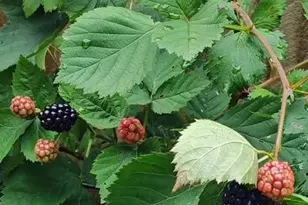 911 Shelby Dr, Greensboro, NC 27409 - Photo 32