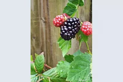 911 Shelby Drive #E, Greensboro, NC 27409 - Photo 30