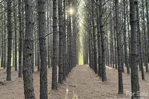 1619 Ellis Belk Rd, Monroe, NC 28112 - Photo 42