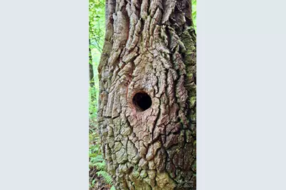 0 Cross Creek Circle, Sylva, NC 28779 - Photo 28