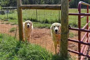 250 Circus Trail, Forest City, NC 28043 - Photo 36