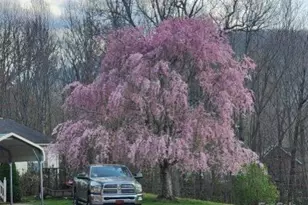 98 Cardinal Ln, Burnsville, NC 28714 - Photo 30