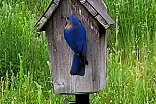 1243 Greenland Dr, Denver, NC 28037 - Photo 32