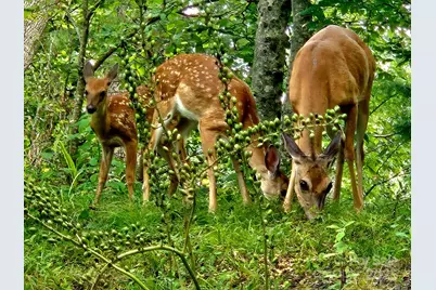 386 Old Log Road, Green Mountain, NC 28740 - Photo 8