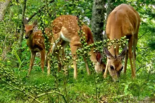 386 Old Log Rd, Green Mountain, NC 28740 - Photo 8
