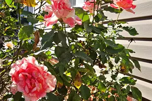 218 Wilson St, Albemarle, NC 28001 - Photo 14