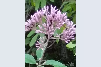 00 Toney Road, Bostic, NC 28018 - Photo 6