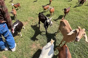 1301 Double Springs Church Rd, Shelby, NC 28150 - Photo 22