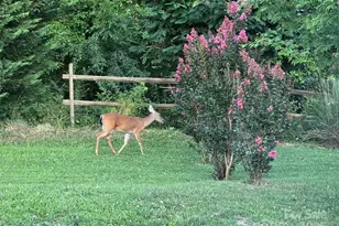 626 Fairview Loop, Hot Springs, NC 28743 - Photo 34