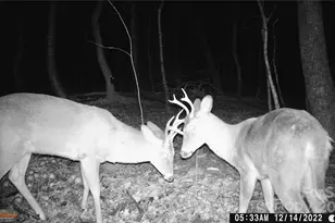 1627 Mt Hebron Church Ct, Taylorsville, NC 28681 - Photo 34