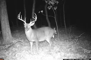 1627 Mt Hebron Church Ct, Taylorsville, NC 28681 - Photo 32