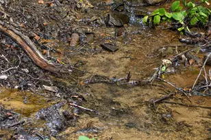 147 Dye Leaf Rd, Fairview, NC 28730 - Photo 30