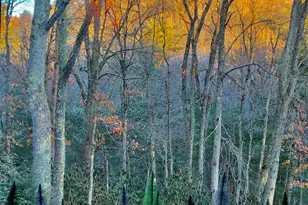 198 Little Harbour None, Vilas, NC 28692 - Photo 46