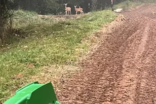 456 Maney Br Rd, Burnsville, NC 28714 - Photo 46