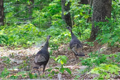 343 E Marshall Ridge Road, Hendersonville, NC 28792 - Photo 28