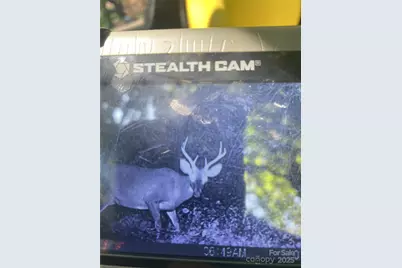 456 Maney Branch Road, Burnsville, NC 28714 - Photo 44