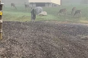 456 Maney Br Rd, Burnsville, NC 28714 - Photo 42