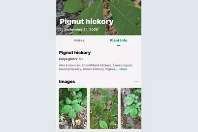 366 Boland Drive, Lake Lure, NC 28746 - Photo 42