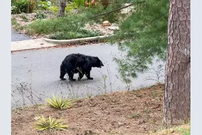 351 Windsor Road, Asheville, NC 28804 - Photo 42