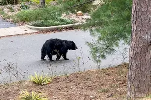 351 Windsor Rd, Asheville, NC 28804 - Photo 42