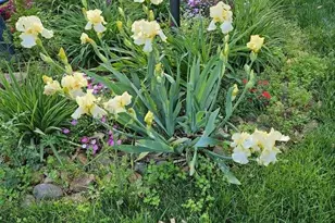 2199 Coddle Creek Hwy, Mooresville, NC 28115 - Photo 4