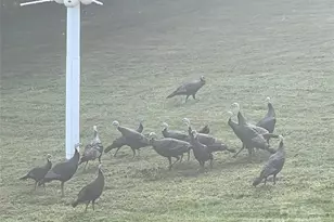 57 Union Chapel Rd, Weaverville, NC 28787 - Photo 44