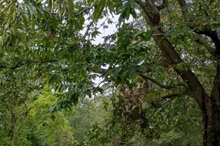 290 Wallace Rd, Ellenboro, NC 28040 - Photo 2