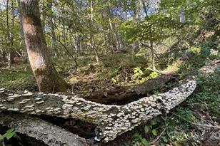 191 Ivy Way, Mars Hill, NC 28754 - Photo 40