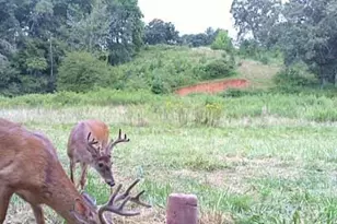 128 Cook Ln, Mills River, NC 28759 - Photo 8