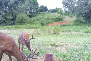 128 Cook Ln, Mills River, NC 28759 - Photo 8