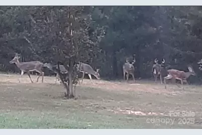 308 Frog Hollow Road, Rutherfordton, NC 28139 - Photo 34