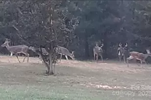 308 Frog Hollow Rd, Rutherfordton, NC 28139 - Photo 34