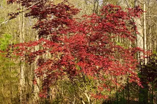 3104 Streamhaven Dr, Indian Land, SC 29707 - Photo 34